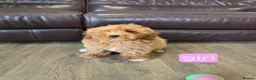 Cavapoo dogs for sale: Adorable F1B Cavapoo puppies for sale  - Advert 34