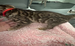 Bengal cats for sale: 💕 Adorable Rosetted bengal Kittens 💕 - Advert 3