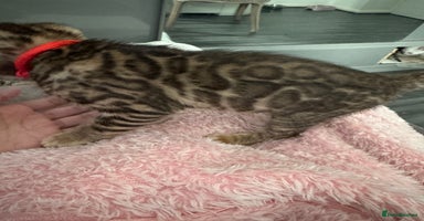 Bengal cats - Advert 15