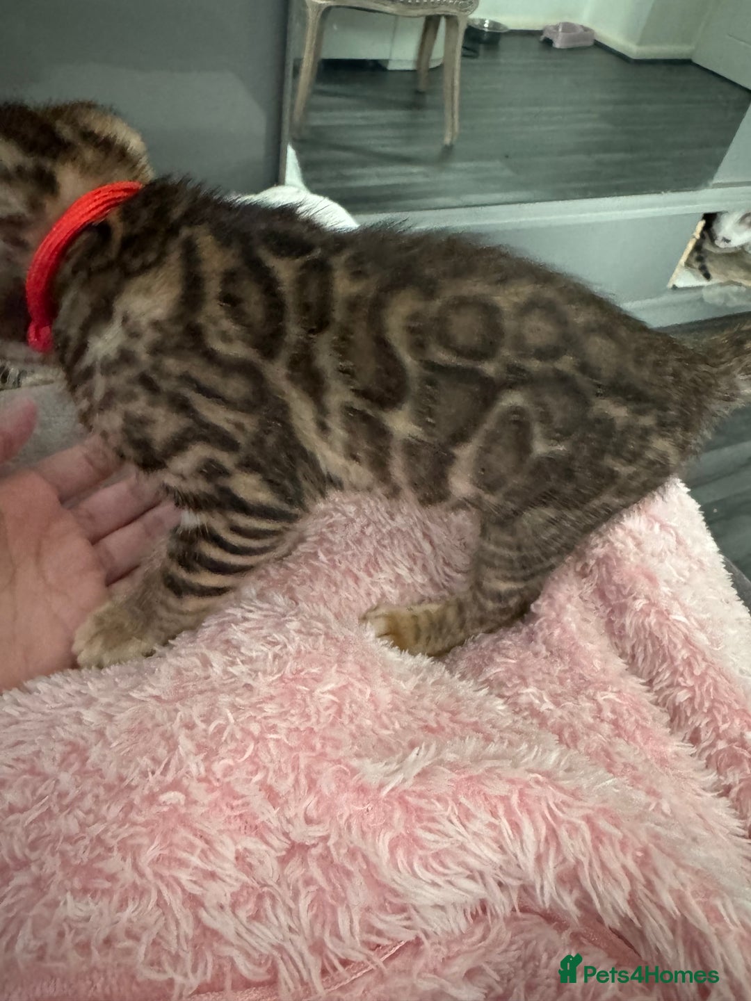 Bengal cats for sale: 💕 Adorable Rosetted bengal Kittens 💕 - Advert 3