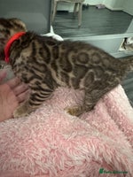 Bengal cats - Advert 16