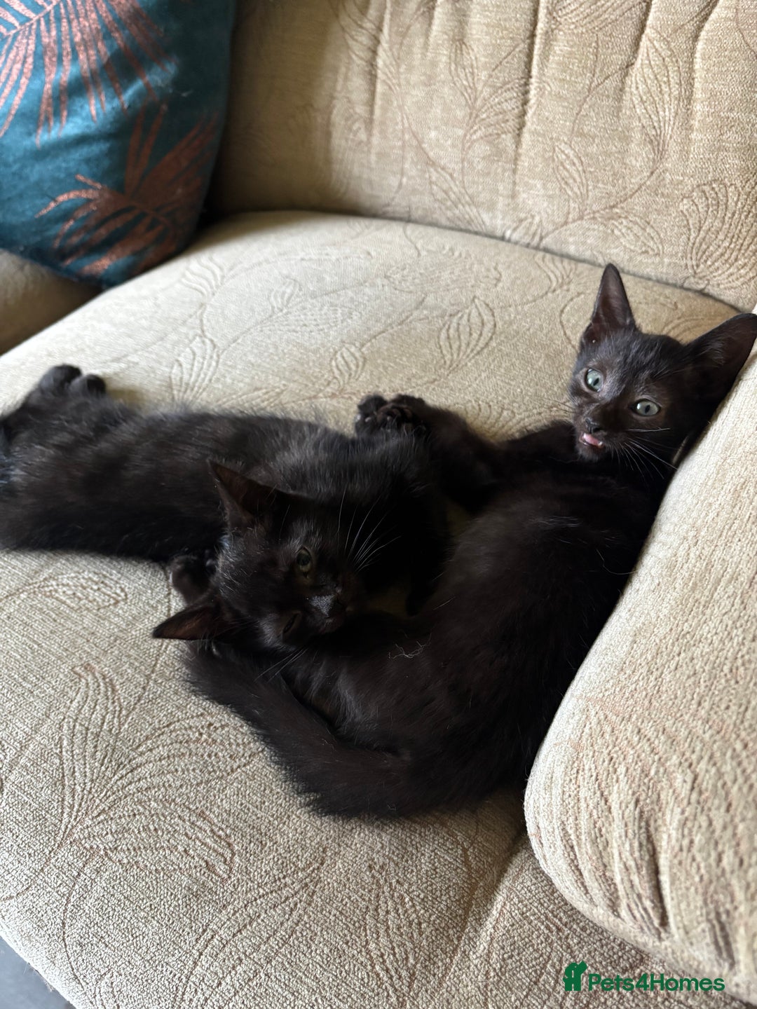 Domestic Shorthair cats for sale: 2 Beautiful Kittens Left!!! - Image 19