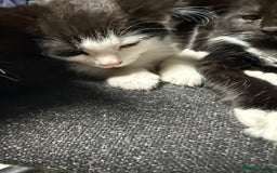 Korat cats for sale: KITTENS FOR FREE!!! NEED GONE ASAP! - Image 18