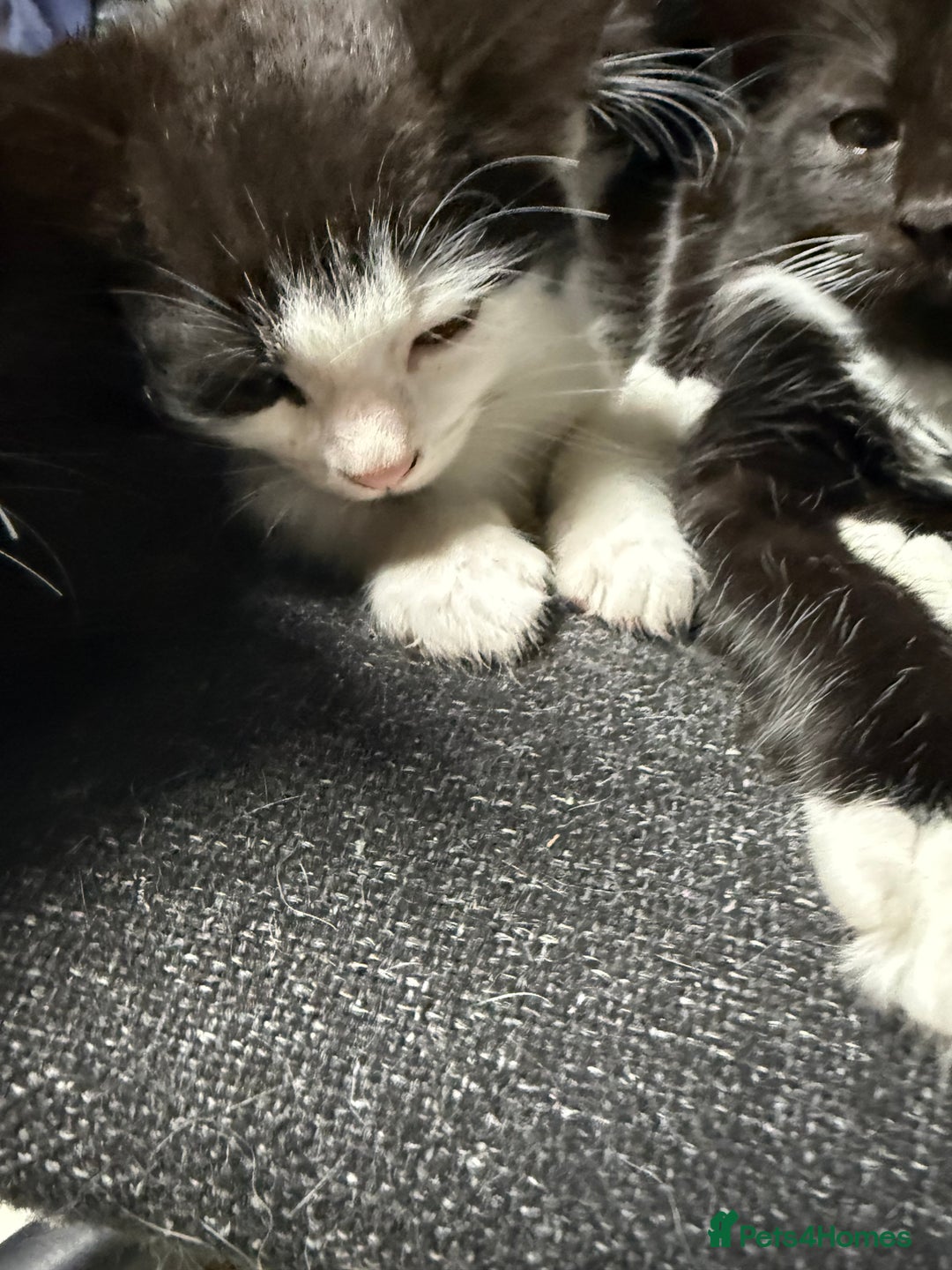 Korat cats for sale: KITTENS FOR FREE!!! NEED GONE ASAP! - Image 18