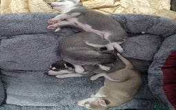 Siberian Husky dogs for sale: 4 lovely husky puppies for sale  - Image 7