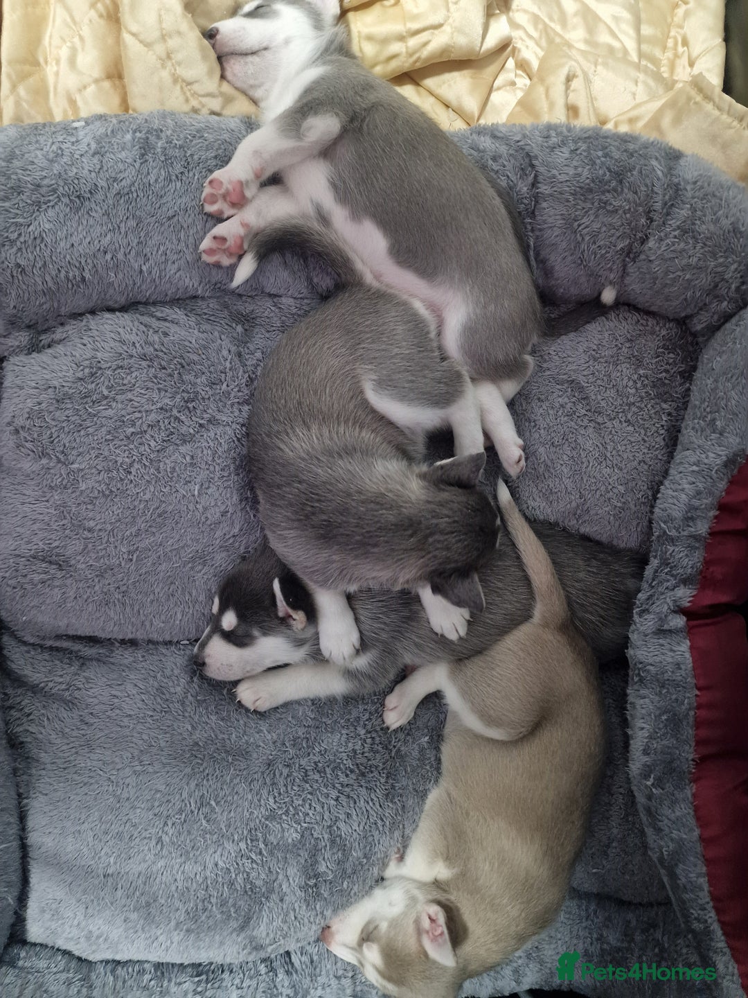 Siberian Husky dogs for sale: 4 lovely husky puppies for sale  - Image 7