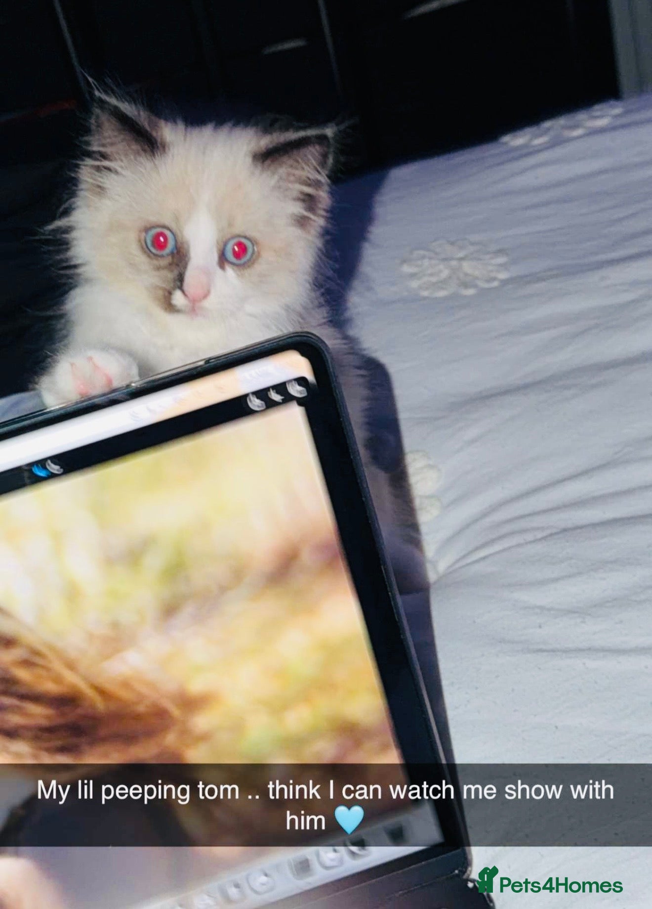Ragdoll cats for sale: Male ragdoll  - Advert 3