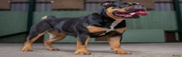 Olde English Bulldogge dogs for sale: OEB Puppies from Health Tested Champion bloodlines in Normanton - Advert 20