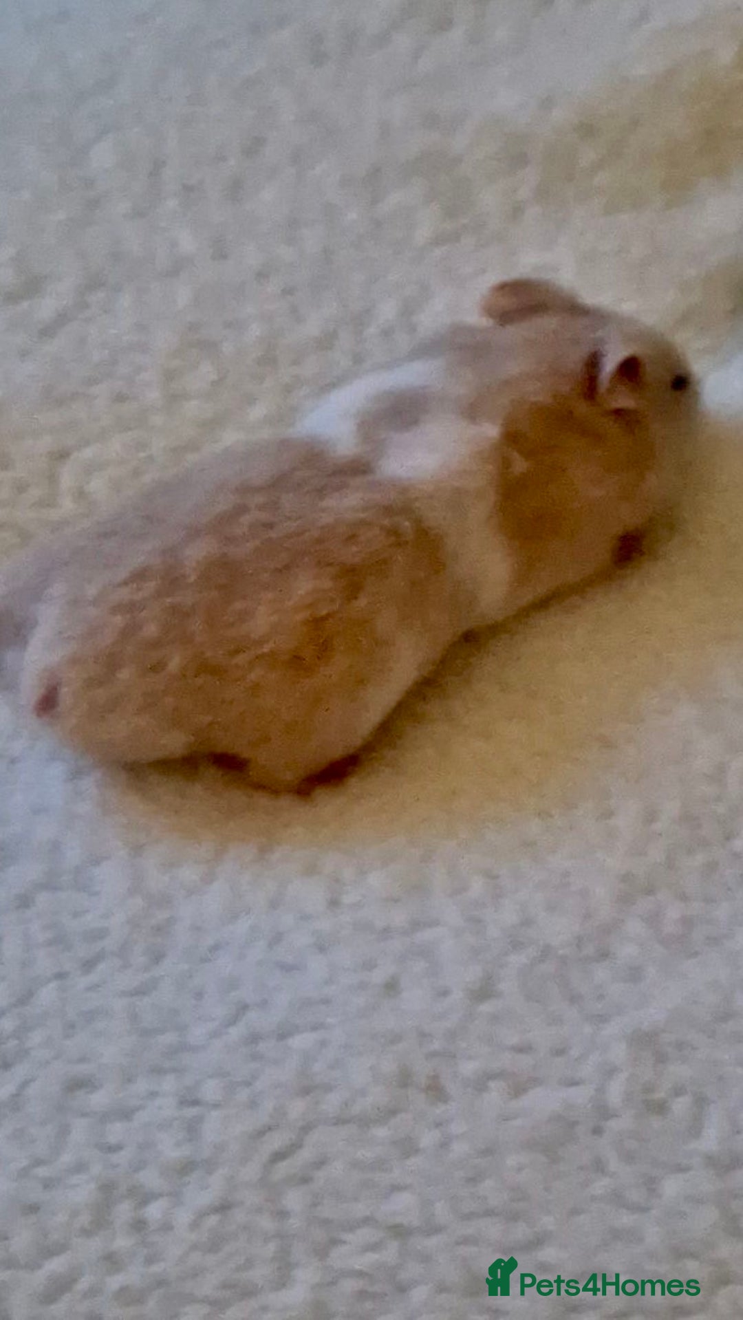 Hamster rodents for sale: 2 girls left Syrian hamsters  - Advert 3