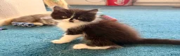 Persian cats for sale: Mix Persian Kittens Ready 2 Collect! - Advert 19
