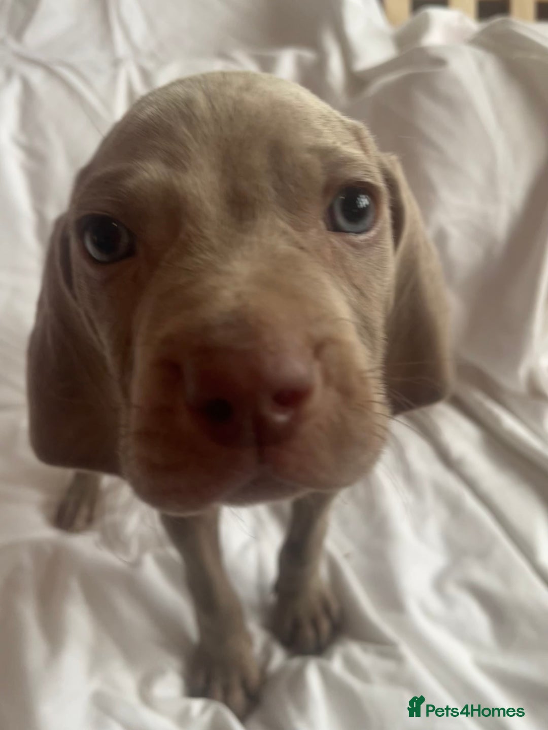 Weimaraner dogs for sale: KC registered Silver puppies - Advert 35