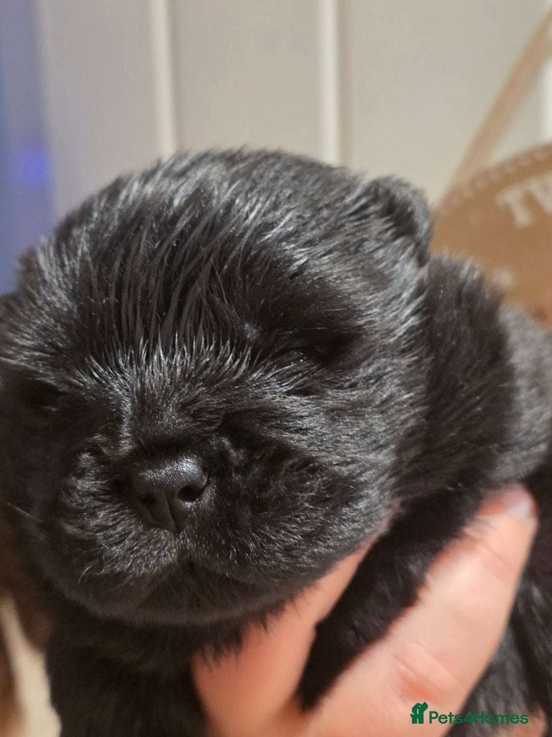 Chow Chow dogs for sale: Stunning KC Black Chow Chow Puppy - Advert 5