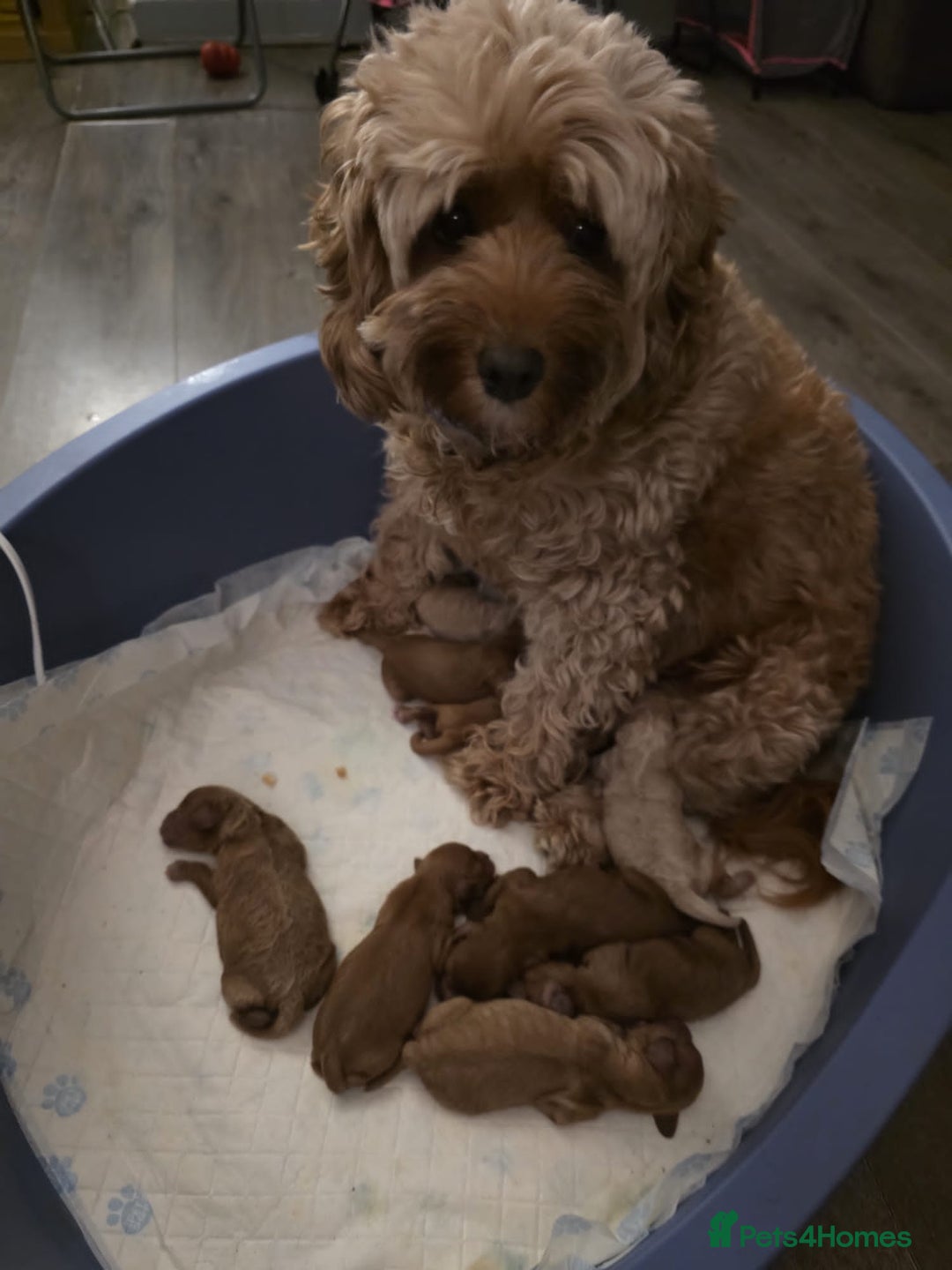 Cavapoo dogs for sale: Cavapoo puppies - Advert 1