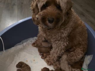 Cavapoo dogs Cavapoo puppies - Advert 1