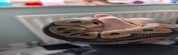 Python Snake reptiles for sale: Clown Royal Python male - Advert 4