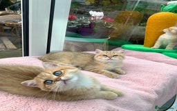 British Shorthair cats for sale:  **   ** : BSH Golden champion lines - Advert 38