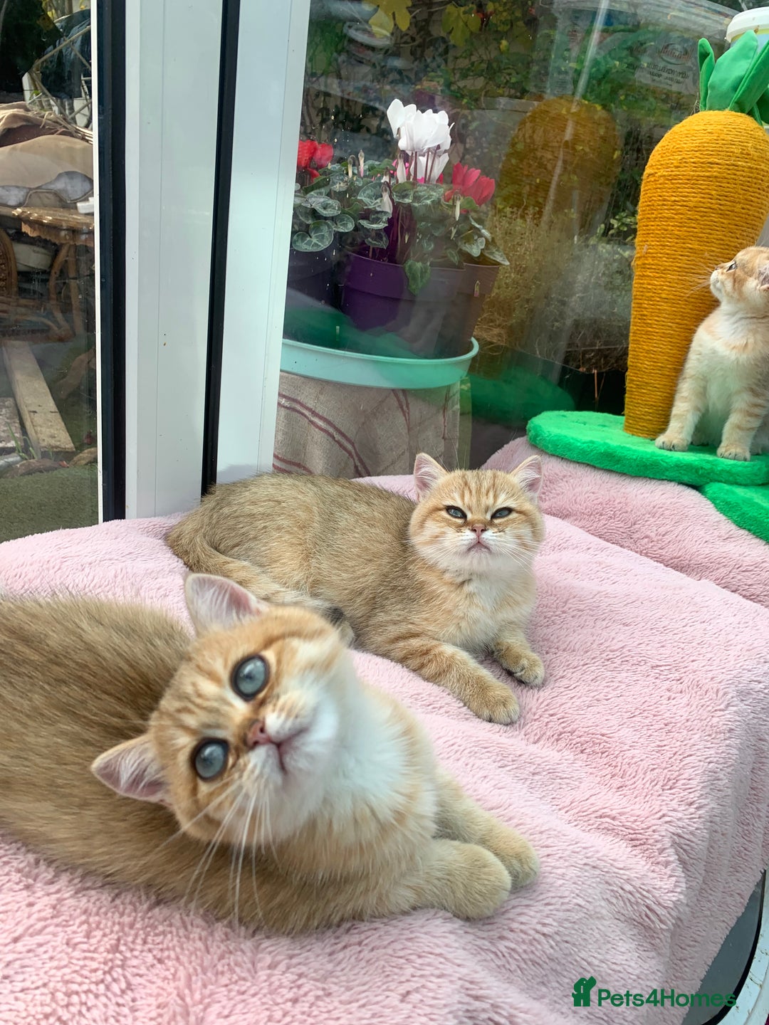 British Shorthair cats for sale:  **   ** : BSH Golden champion lines - Advert 38