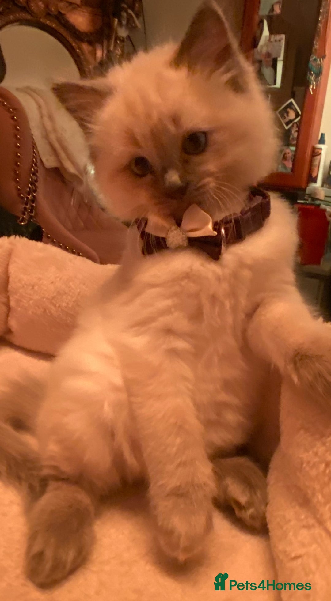 Ragdoll cats for sale: Stunning Ragdolls kittens - Advert 18