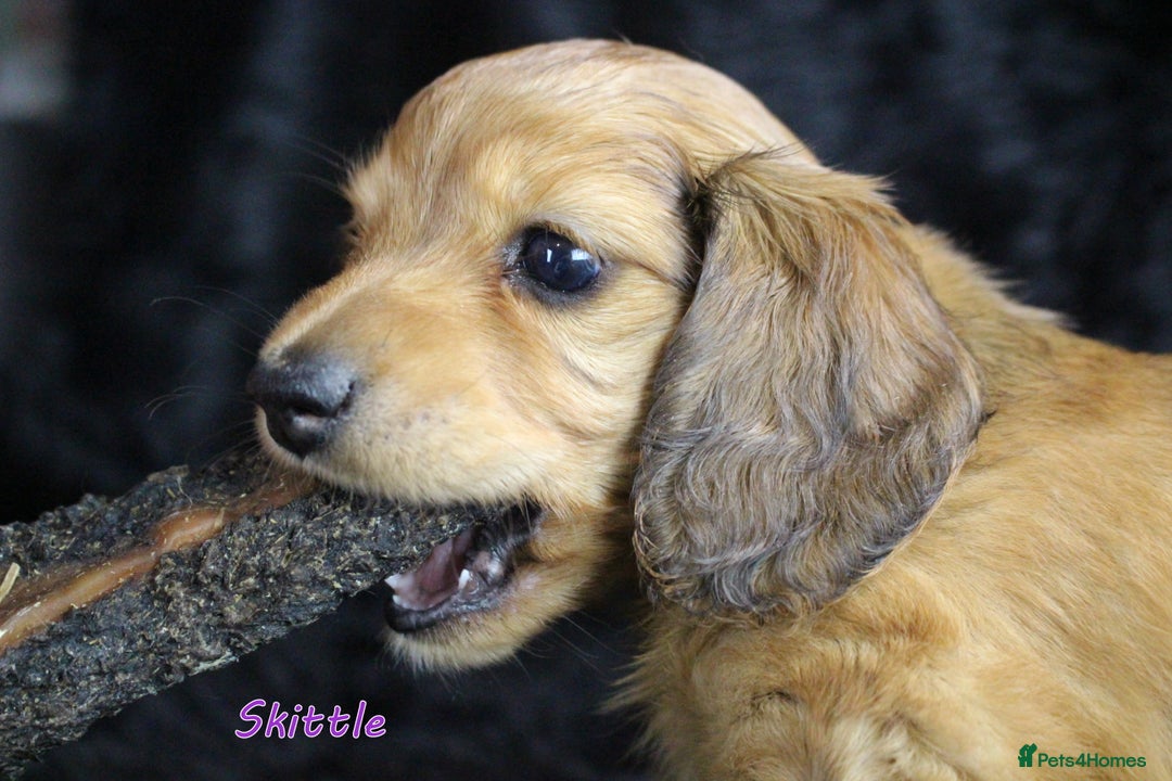 Miniature Dachshund dogs for sale: KC PRA Clear Mini Longhair Daxies – Dapple - Advert 15