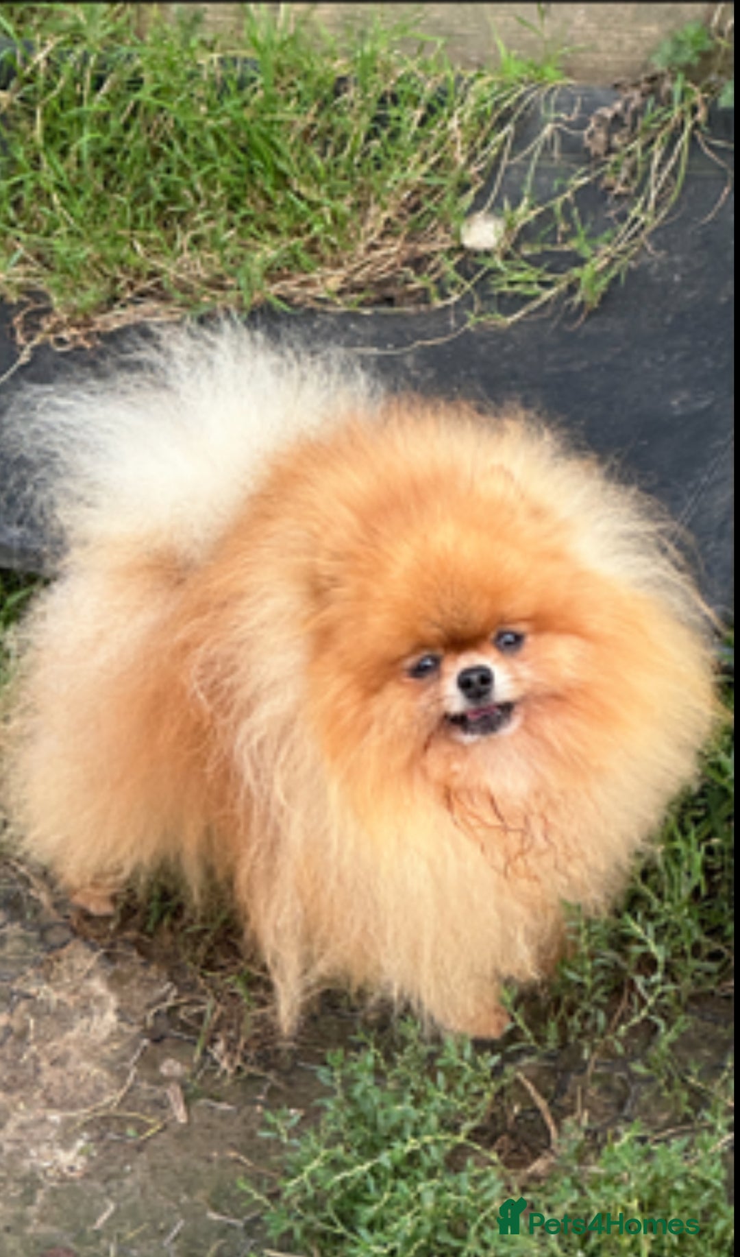 Pomeranian dogs for sale: KC Registered Pomeranian Puppies - Advert 23