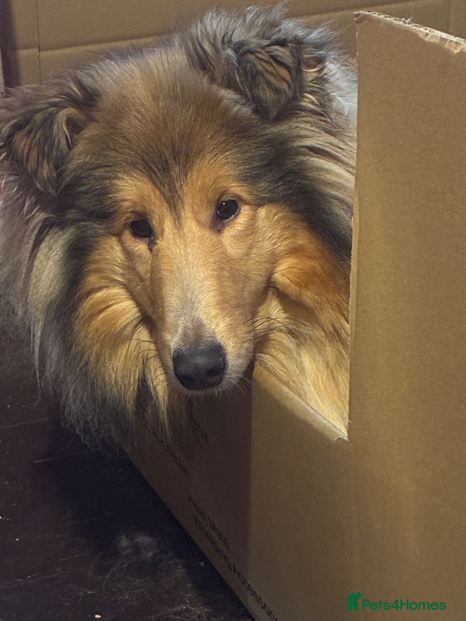 Rough Collie dogs Male puppy - Advert 7