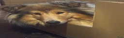 Rough Collie dogs for sale: Male puppy - Advert 1