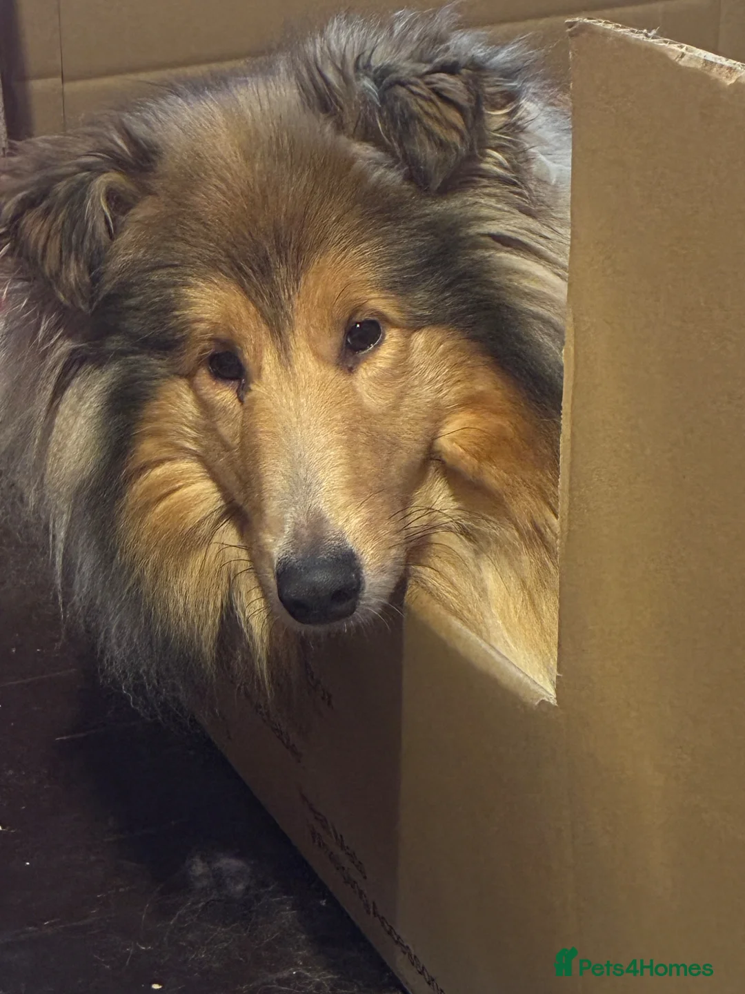 Rough Collie dogs for sale: Male puppy - Advert 1
