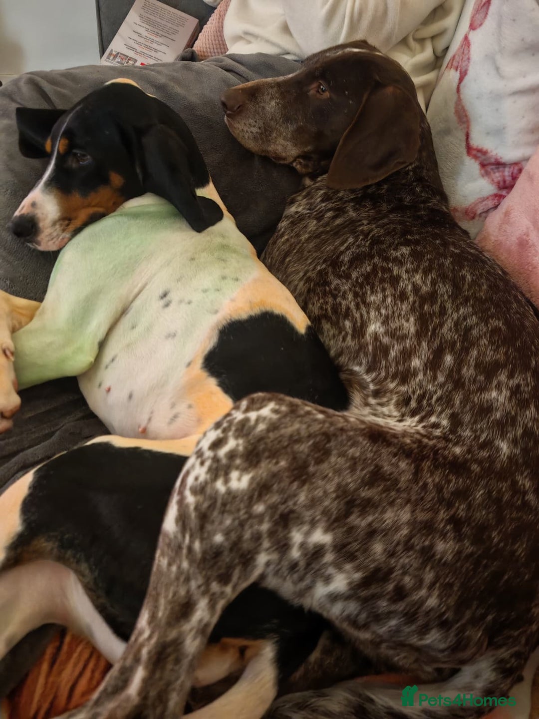 Pointer dogs for adoption: Shelby’s story has change, now it’s full of hope - Advert 7