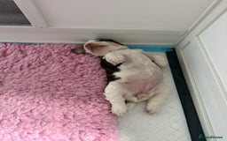 Cocker Spaniel dogs for sale: Chocolate Roan & Tan Cocker Spaniel Girl - Image 16