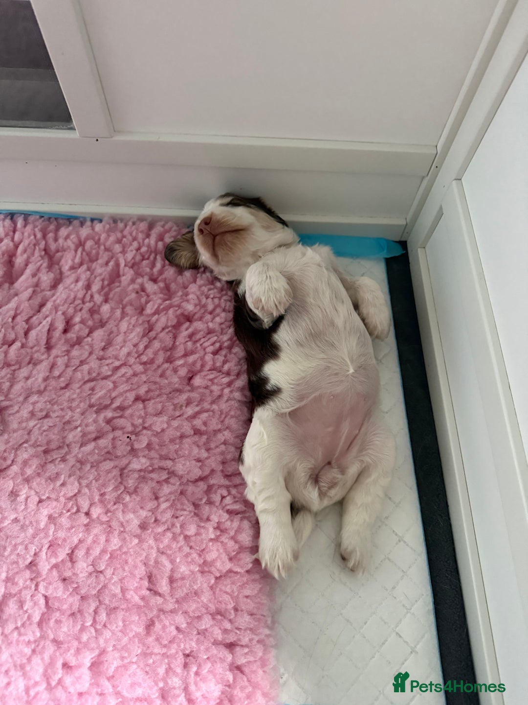 Cocker Spaniel dogs for sale: Chocolate Roan & Tan Cocker Spaniel Girl - Image 16
