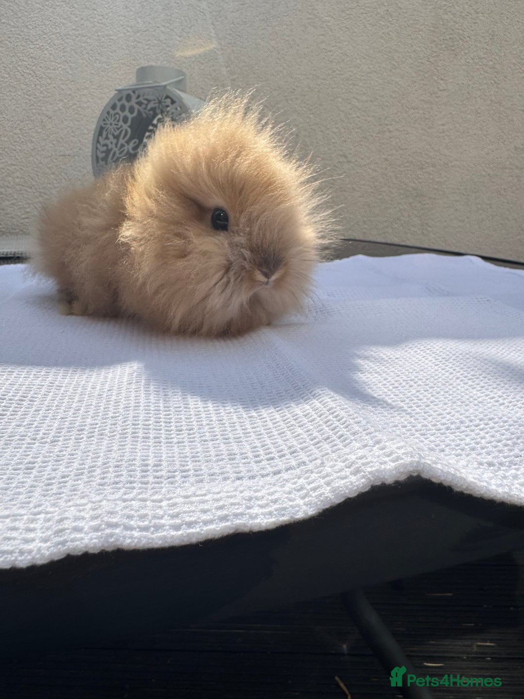 Lionhead rabbits for sale: Lionheads ready to leave today  - Image 4