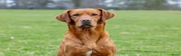 Labrador Retriever dogs for sale: 2 beautiful kc labrador boys  - Advert 32