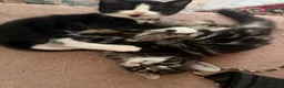 Mixed Breed cats for sale: Beautiful kittens  in Woking - Advert 36
