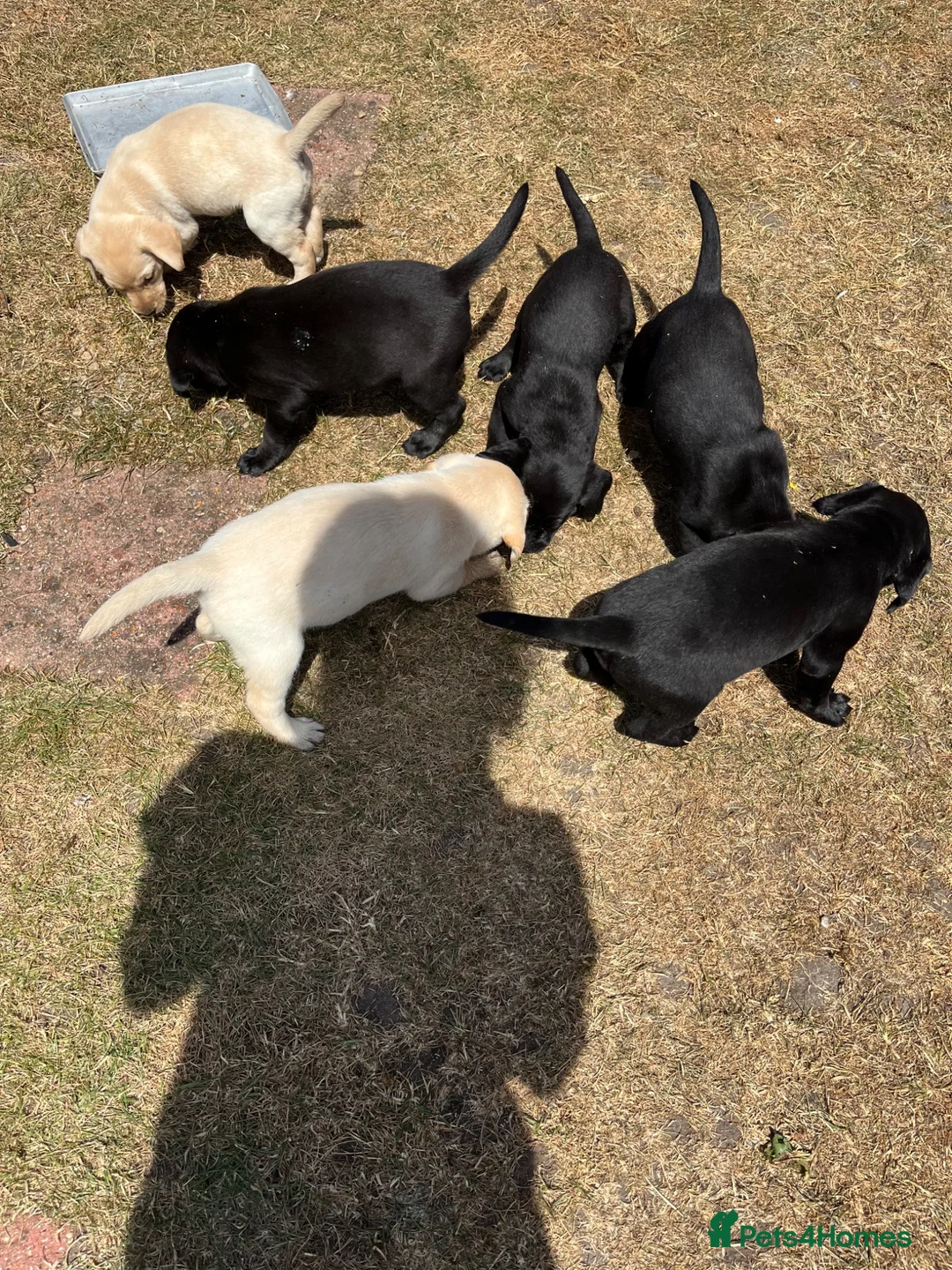 Labrador Retriever dogs for sale: Fantastic Labrador puppies - Advert 2