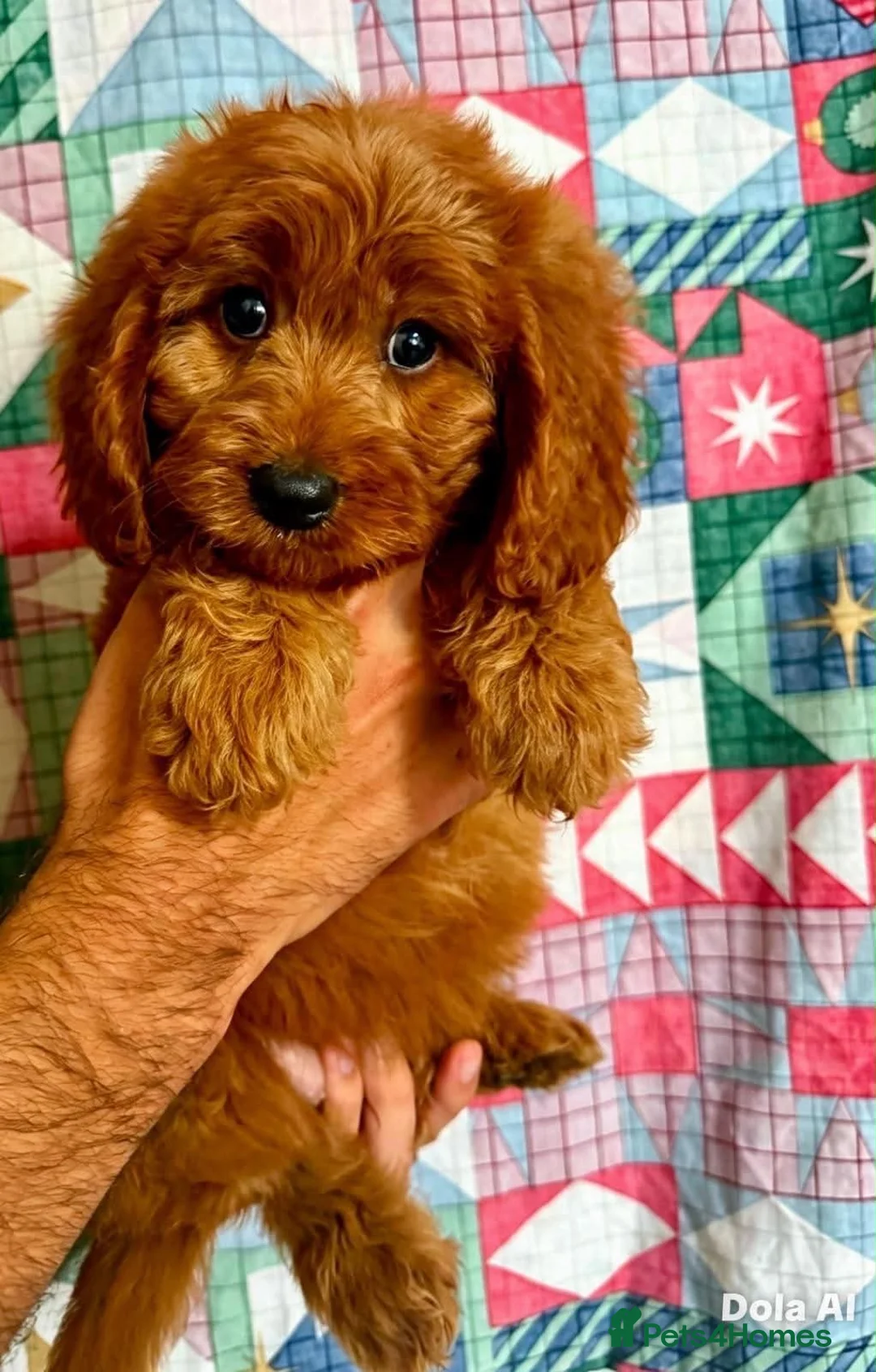 Cavapoo dogs for sale: STUNNING F1 CAVAPOO PUPPIES READY TO GO! - Advert 2