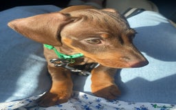 Dachshund dogs for sale: Dashmund - Male for sale  - Image 1