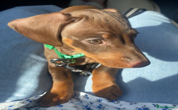 Dachshund dogs - Advert 2