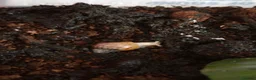 Snails invertebrates for sale: Baby Giant African Land Snails - Advert 3