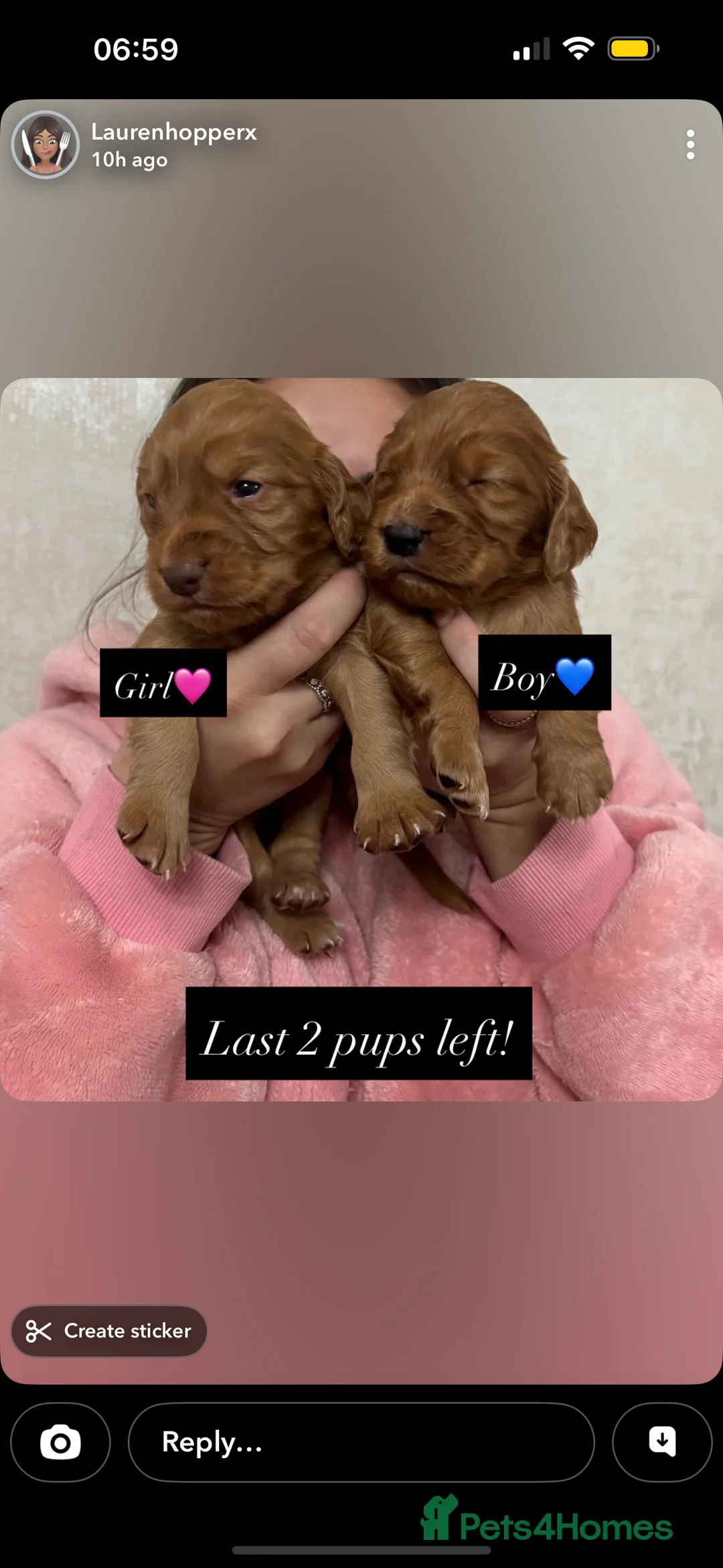 Cocker Spaniel dogs for sale: KC Registered Cocker Spaniel Puppies  - Advert 12