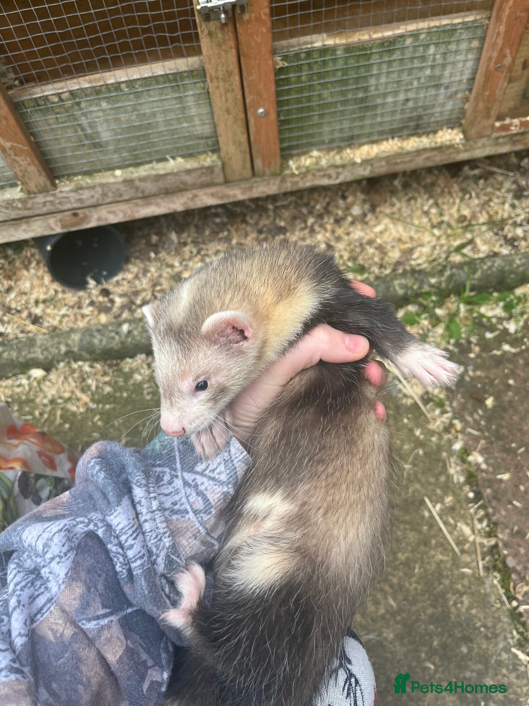 Ferret rodents for sale: Ferrets for sale - Image 3