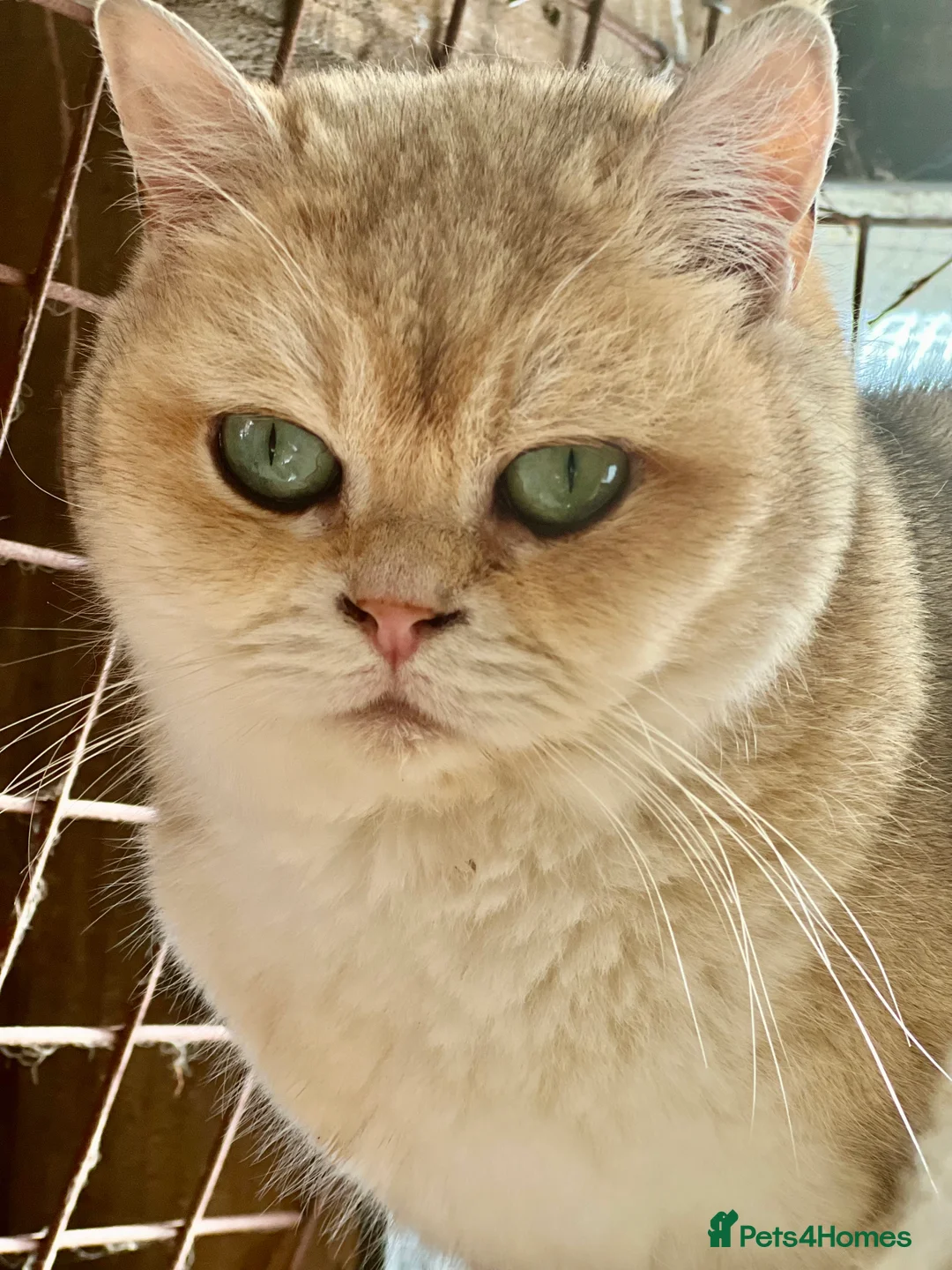 British Shorthair cats for sale: British shorthair gold  in Birmingham - Advert 2