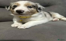 Border Collie dogs for stud:  Snoop - Image 20