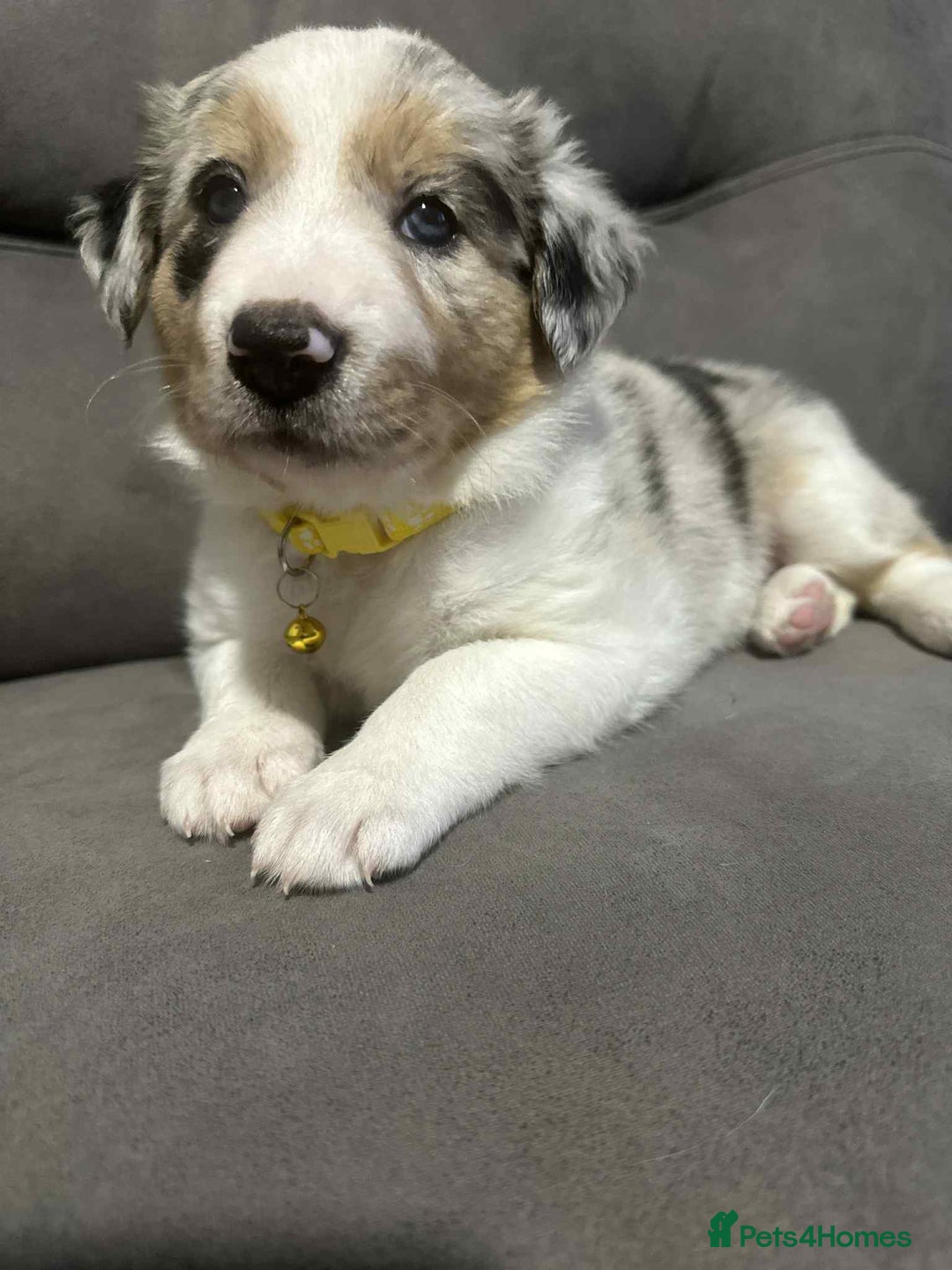 Border Collie dogs for stud:  Snoop - Image 20