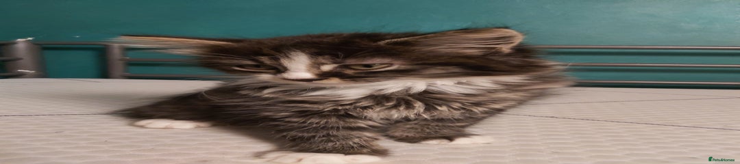 Kitten 4
