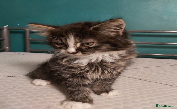 Mixed Breed cats - Advert 1