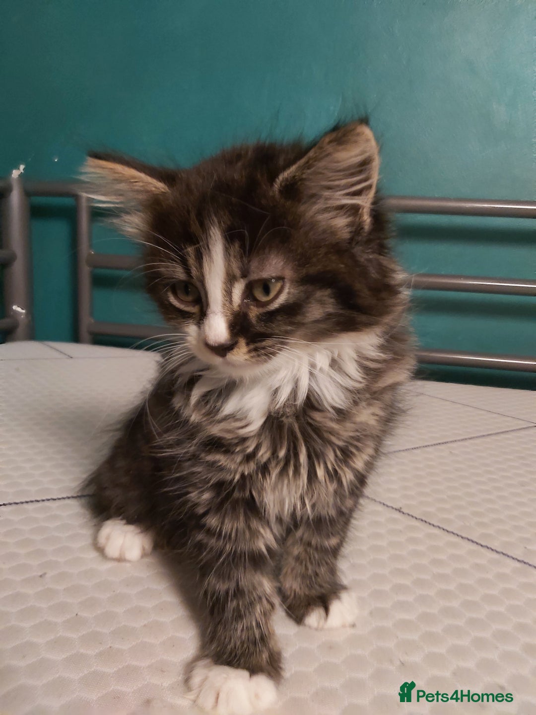 Mixed Breed cats for sale: 4 kittens ready for loving homes - Image 1