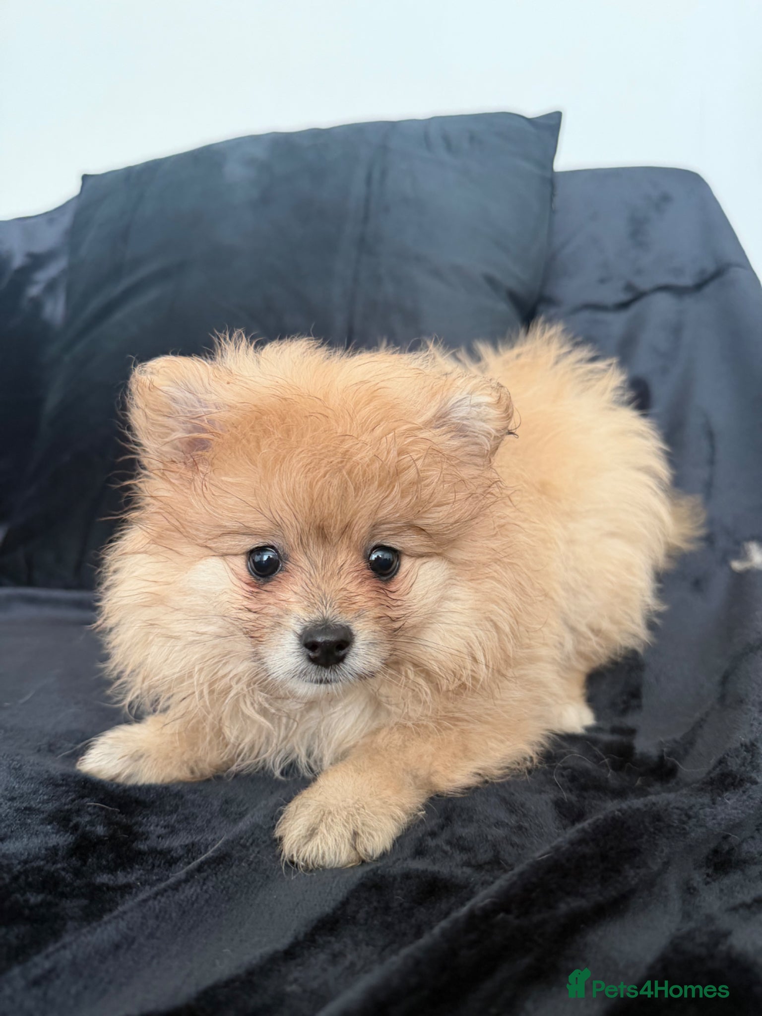 Pomeranian dogs Pomeranian  - Advert 16