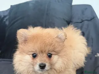 Pomeranian dogs Pomeranian - Advert 16