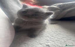 British Shorthair cats for sale: 5 male british blue shorthairs  - Image 6