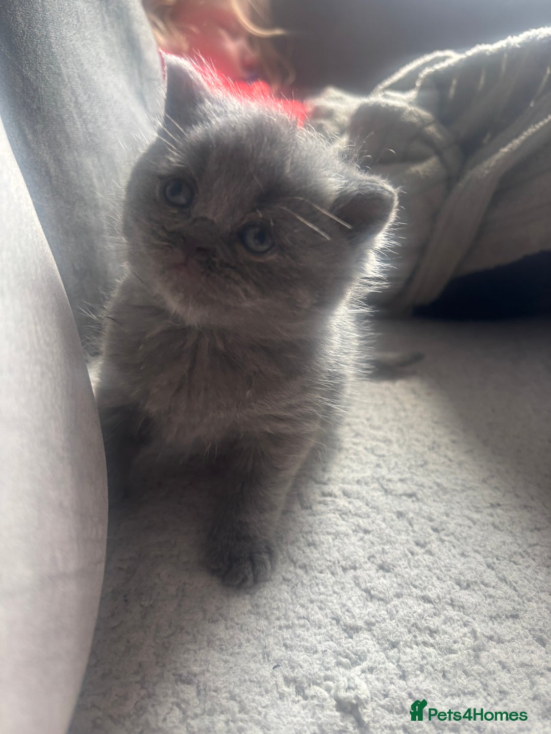 British Shorthair cats for sale: 5 male british blue shorthairs  - Image 6